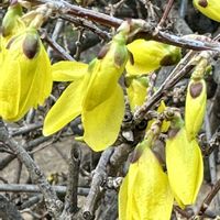 ジンチョウゲ,ジンチョウゲ,マツ,レンギョウ,レンギョウの画像