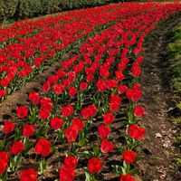 チューリップ,球根植物,癒しの植物,お出かけ先にて,白いお花の画像
