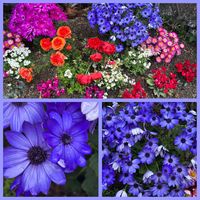 サイネリアの画像