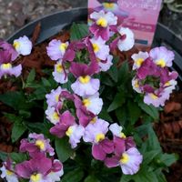 ネメシア,ネメシア,ネメシア,ネメシア,ネメシアの画像