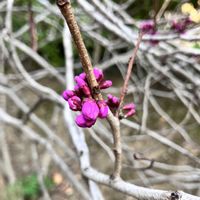 ハナズオウ,ハナズオウ,山椒の画像