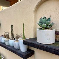 アガベ,アデニウム,アデニウム オベスム,姫紅小松,アローディア アスケンデンスの画像