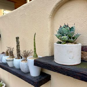 アガベ,アデニウム,アデニウム オベスム,姫紅小松,アローディア アスケンデンスの画像