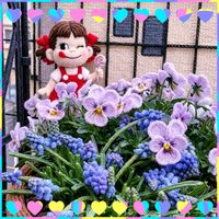 ムスカリ,ビオラ,フィオリーナ,球根植物,ナチュラルガーデンの画像