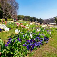 チューリップ,ガーデンネックレス横浜2026コンテスト,その他エクステリアの画像