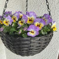 ヒメリュウキンカ,玉ねぎ,パンジー,よく咲くスミレ ラムレーズン,ハーブの画像