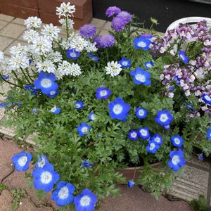 ガーデニング,マンション専用庭,庭の画像