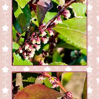 ヒサカキ,小さな花,赤色,素敵,素敵な出会いに感謝の画像