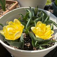 チューリップ,チロリアン・デージー,花のある暮らし,お花に癒されるの画像