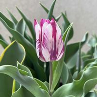 チューリップ,チューリップ,鉢植え,ガーデニング,春のお花の画像