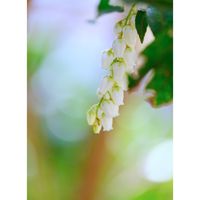 アセビ,広い庭の画像