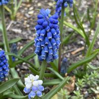 ムスカリ,花言葉,春の訪れ,明るい未来,ムスカリ ソウルメイトの画像