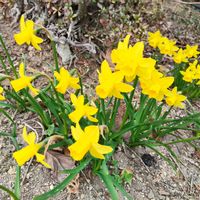 スイセン,ミニ水仙,春の花,水仙,実家の庭の画像