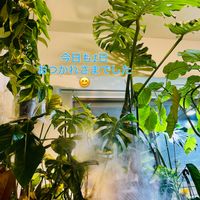 フィロデンドロン,モンステラ デリシオーサ,森林浴,熱帯植物,癒しの空間の画像