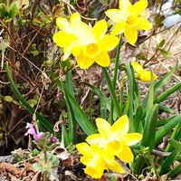 スイセン,ホトケノザ,ミニ水仙,春の花,水仙の画像