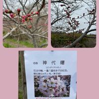 サクラ,セリンセマヨール,だるま秀麗,スノーフレーク(スズランスイセン),切り株多肉寄せの画像