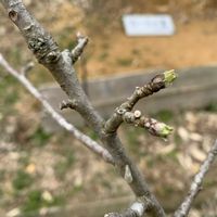 ニンジン,ニンジン,島らっきょう,アルプス乙女,滝野川ごぼうの画像