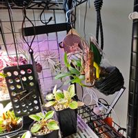 チランジア,ベゴニア ネグロセンシス,ベゴニア ネグロセンシス,バルボフィラム アンブロシアの画像