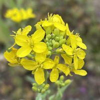 カブ,はるの画像