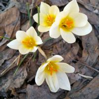 クロッカスの画像