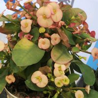 オオデマリ,ヤツデの画像