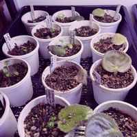 セントポーリア,葉ざしの画像