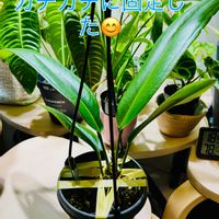 アンスリウム,フィロデンドロン,森林浴,熱帯植物,癒しの空間の画像