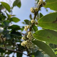 ヒサカキ,ヒサカキ,姫榊,姫榊,ひさかきの画像