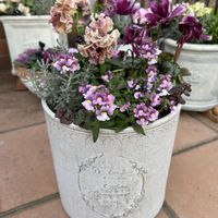 サントリナ,シクラメン フェアリーピコ,ネメシア  ニモ ラズベリーバイカラー,パンジー　スリールドランジュの画像