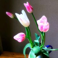 チューリップ,春の花,切り花,キュンキュン乙女倶楽部,われら17年組の画像