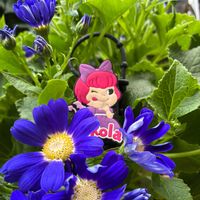 サイネリア,❤️いいね、ありがとう,繋がりに感謝✨,GSミニモニ。,出会いに感謝♡の画像