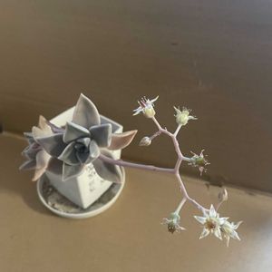 グラパラリーフ,初めての花♡,放置栽培,神奈川県,キッチンの画像