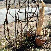 ノイバラ,ハニーサックル,ロサ・ムルティフローラ,ロサ・ムルティフローラ,デンティベスの画像