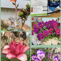 エリシマム,ブラックプリンス,とき乙女 ビオラ,ラナンキュラス  ランドセルシリーズ サラセレネ カルキノス,エリシマム レヤ レモングローの画像