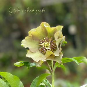 クリスマスローズ,パピエ クリスマスローズ,クリスマスローズ パピエ deux,花郷園,クリスマスローズ  パピエの画像