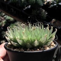 ハオルチア,ハオルチア アクエア,多肉植物,ハオルチア属,ハオルシア属     の画像