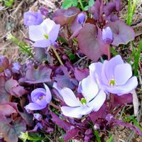 キクザキイチゲ,キクザキイチゲ,キュウリグサ,キュウリグサ,タツタソウの画像