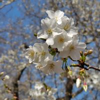 サクラ,サクラ,スイセン,ボケ,ボケの画像