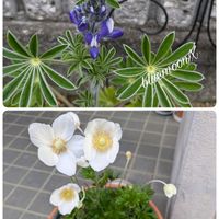 ルピナス,ルピナス,春咲き秋明菊,春咲き秋明菊,庭便りの画像