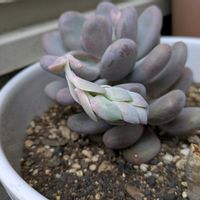 星美人,静岡,しぞーか勢,静岡県磐田市,玄関アプローチの画像