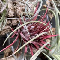 チランジア,イオナンタ,イオナンタ ファイアークラッカー,成長記録,エアープランツ/チランジアの画像