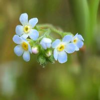 キュウリグサ,ヒメオドリコソウ,山野草,散歩中,お出かけ先の画像