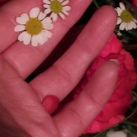 マトリカリアの画像