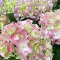 アジサイ,サクラ,紫陽花,さくら サクラ 桜,紫陽花ふるふるの画像