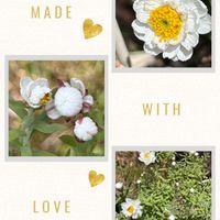 ハナカンザシ,花かんざし,春の庭,白いお花,花友さんに感謝♡の画像