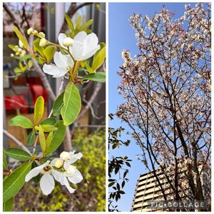 リキュウバイ,リキュウバイ,ヒュウガミズキ（日向水木）,霞桜,霞桜の画像