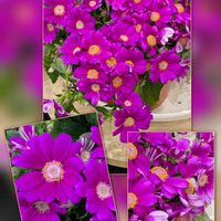 エリシマム,サイネリア,サクラ,ペラルゴニウム,パンジーの画像