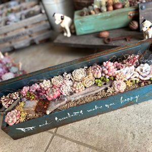 寄せ植え,アレンジ,多肉大好き,工具箱,ジャンクガーデンの画像