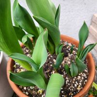 チューリップ,玄関アプローチの画像