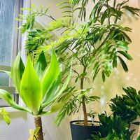 ドラセナ,エバーフレッシュ,アガベ,アガベ・アテナータ,ドラセナ コンパクタの画像